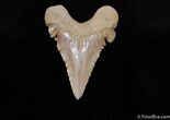 Fossil Palaeocarcharodon Tooth - Stunning Color #240-1